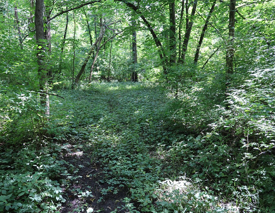 Listing Photo: Hunting land for sale